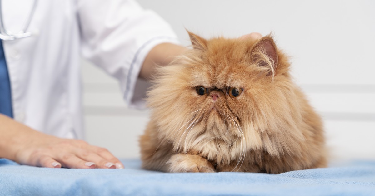 Does Your Pet Have a Pre-Existing Condition?